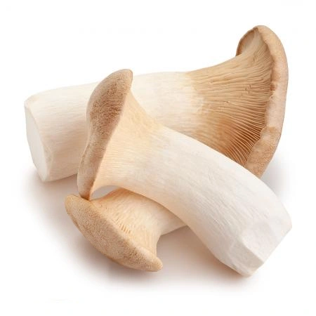 새송이버섯(특) 국내산 2kg