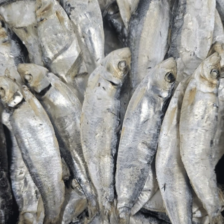 육수용디포리(중)<특>1.5kg/베트남산