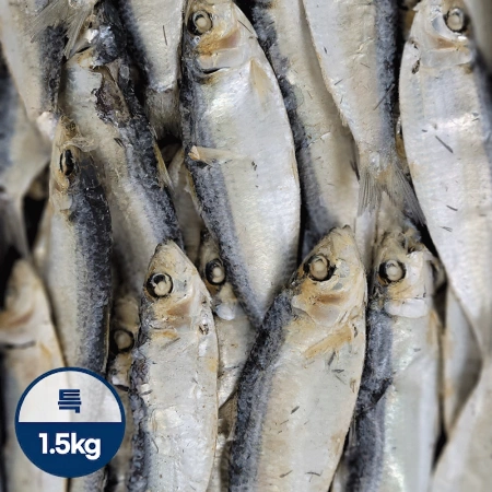 육수용디포리(대)<특>1.5kg/베트남산