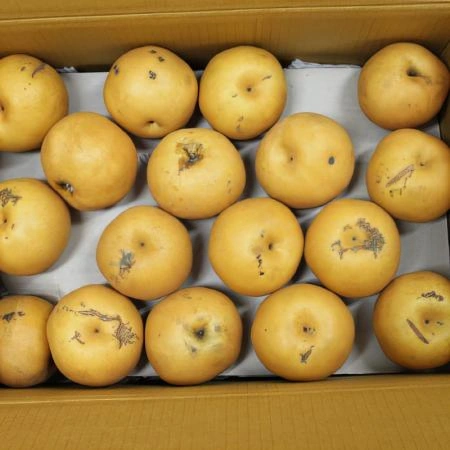 (D)신고배(국내산/양념/무선별/15kg내외/소스용)BOX