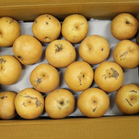 (D)신고배(국내산/양념/무선별/1kg/소스용)EA