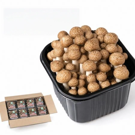 갈색만가닥버섯 1.5kg(150g*10팩)BOX 