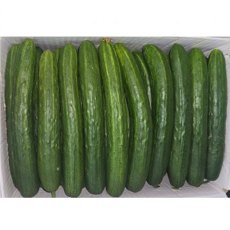 ★직매입 초특가★ 청오이/특/국내산 ±10kg 취청오이