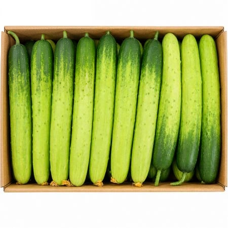 ★직매입 초특가★ 백오이 특 / 국내산 ±10kg