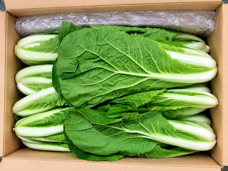 산지직송 국내산 얼갈이배추 (4kg/BOX)