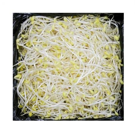 곱슬이 콩나물 3.5kg 1박스