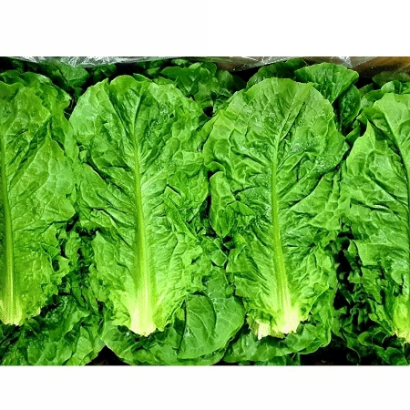 청상추 4kg (특,국내산)BOX 청 상추