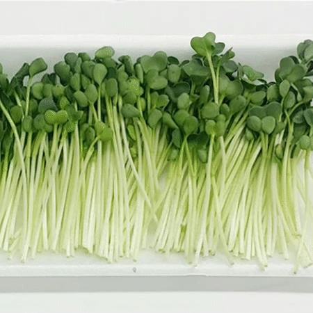 무순 150g (중,국내산)
