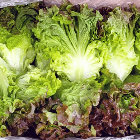 적상추 4kg (상,국내산) 적 상추