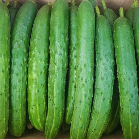 ★초특가★ 청오이 10kg (특,국내산)BOX 청 오이