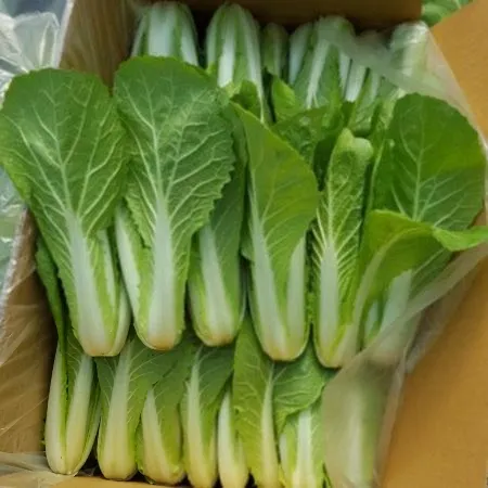 얼갈이 4kg (국내산)BOX