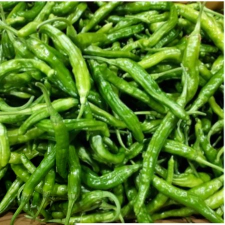 꽈리고추 1kg (특,국내산)
