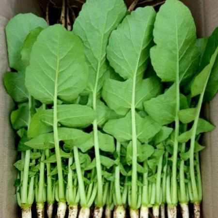 열무 4kg (국내산)BOX