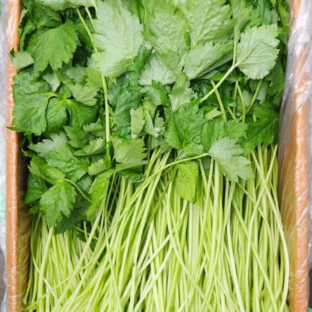 참나물 4kg (국내산)BOX