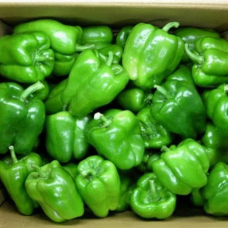 청피망 10kg (상,국내산) 청 피망