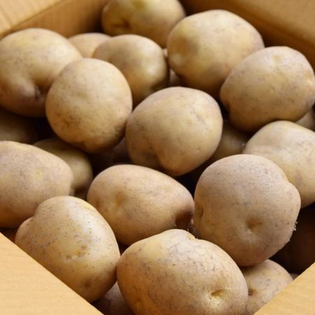 감자 20kg (햇감자 왕왕,국내산)BOX