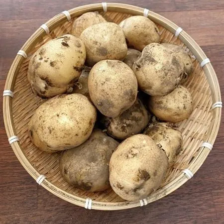 감자 1kg (햇감자 왕특,국내산)