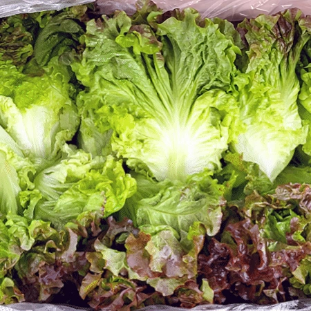 적상추 4kg (특,국내산)BOX 적 상추