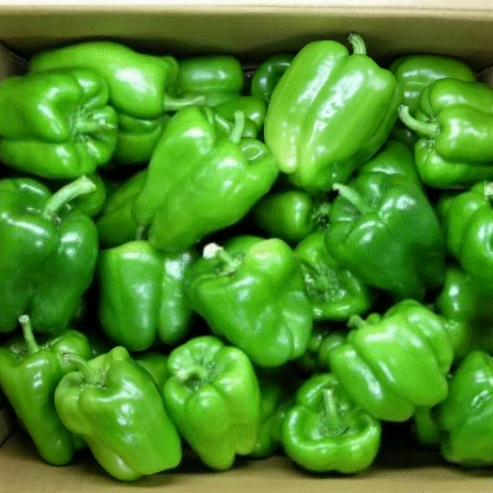 청피망 10kg (특,국내산)BOX 청 피망