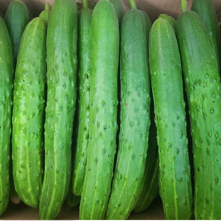 ★초특가★ 청오이 10kg (상,국내산)BOX 청 오이