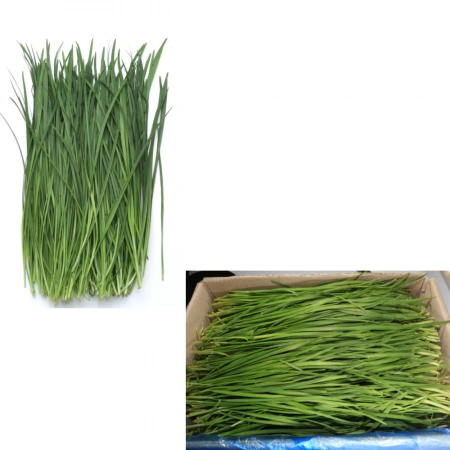 신선야채 부추 4kg [ 싱싱한 야채 채소 ]