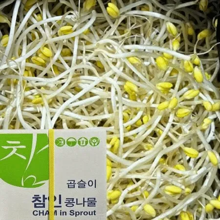 ★초특가★ 곱슬이 콩나물 3.5kg (±200g)