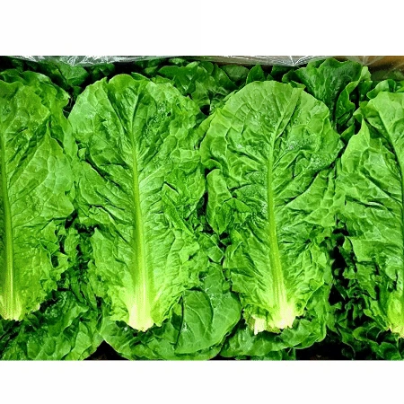 청상추 4kg (상,국내산)BOX 청 상추