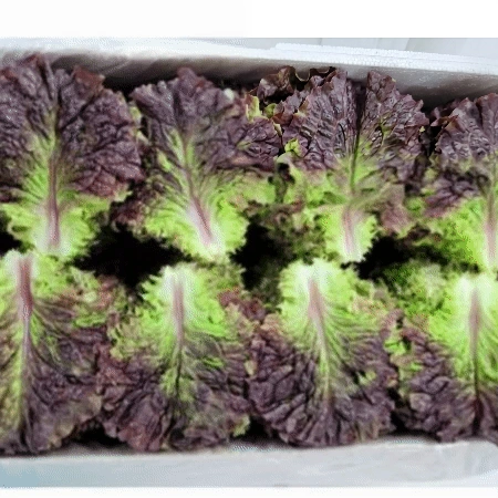 꽃상추 4kg (상,국내산)BOX 꽃 상추
