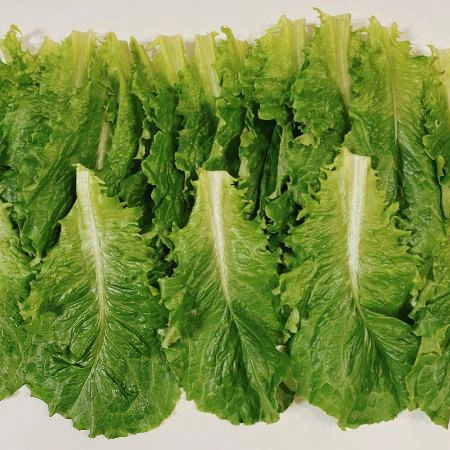청로메인 2kg (국내산) BOX 로메인 청