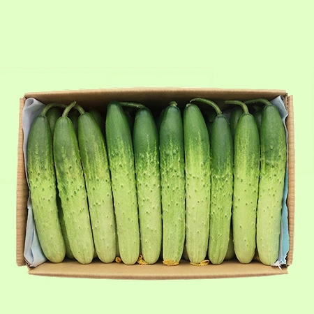 오이 백오이 (상 10kg, 50개)