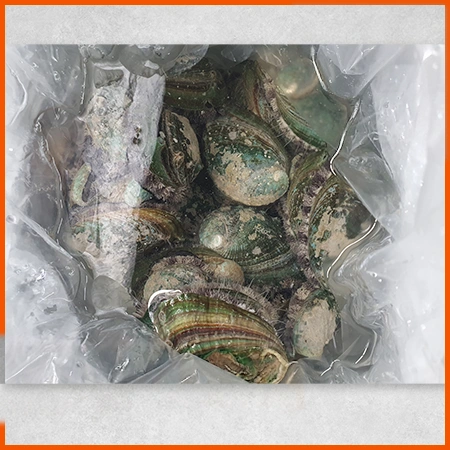 전복 1kg ( 생물_12~15마리/kg )