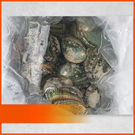 전복 1kg ( 생물_15~18마리/kg )