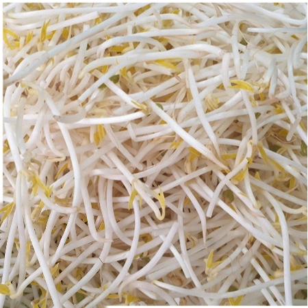 ★알뜰 특가★ 숙주 (수입콩 / 국내제조) 3.5kg (±10%)  box