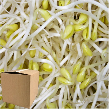 ★알뜰 특가★ 곱슬이 콩나물 (수입콩 / 국내제조) 3.5kg (±10%) box