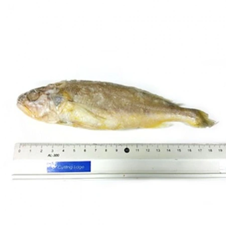 참조기(무염_90~110g/마리 100g/EA)
