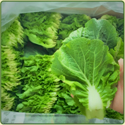 ★입점 특가★ 쌈추 (쌈배추 / 특 / 국내산) 1kg box