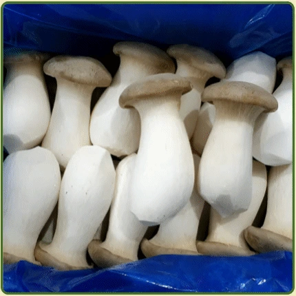 ★입점 특가★ 새송이 (새송이버섯 / 상 / 국내산) 2kg box