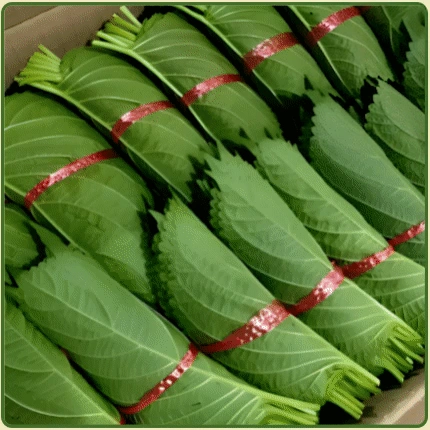 ★입점 특가★ 깻잎 (단 깻잎 / 특 / 국내산) 2kg box