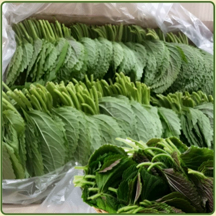 ★입점 특가★ 깻잎 (찹찹이 깻잎 / 국내산) 2kg box