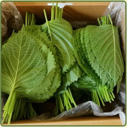 ★입점 특가★ 바라 깻잎 (잎바라깻잎 / 국내산) 4kg
