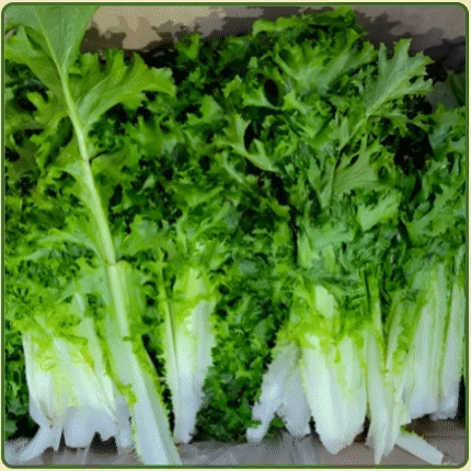 ★입점 특가★ 청치커리 (청 / 치커리 / 특 / 국내산) 2kg box