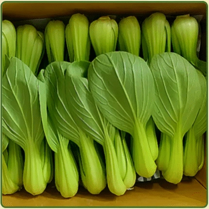 ★입점 특가★ 청경채 (특 / 국내산) 4kg box