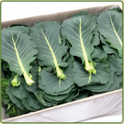 ★입점 특가★ 케일 (국내산) 2kg box