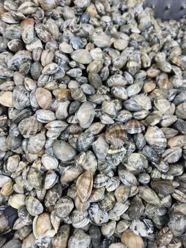 활바지락 생물바지락, 5kg ** 16시 주문마감 상품, 아이스박스 포장 **