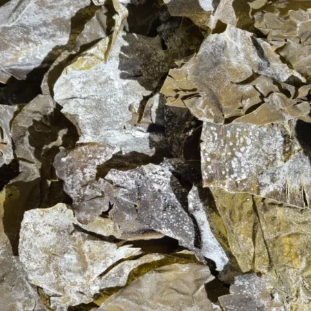 파지 건다시마 1KG 이미지