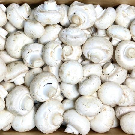 양송이 버섯 1kg (국내산)