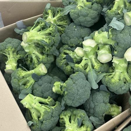 브로콜리 1개 (수입)