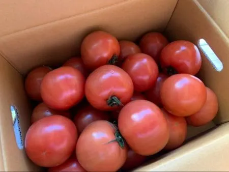 완숙토마토 5kg (1호, 국내산) 이미지