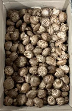 표고버섯 4kg (국산/수입)