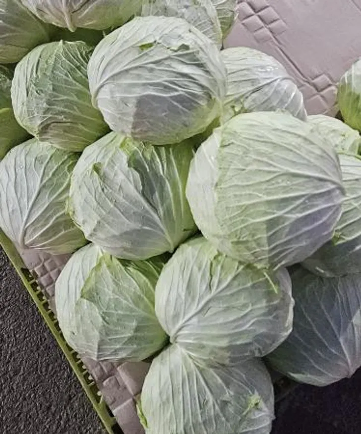 깐 양배추 1통 (국내산) 이미지